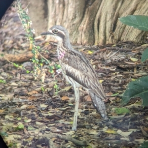 Burhinus grallarius at Brisbane City Botanic Gardens - 28 Nov 2023