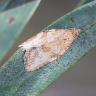 Epiphyas ashworthana (Ashworth's Tortrix) at QPRC LGA - 3 Dec 2023 by LisaH