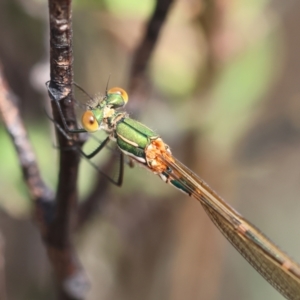 Austrolestes cingulatus at QPRC LGA - suppressed