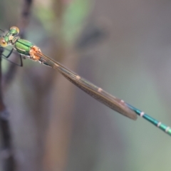 Austrolestes cingulatus at QPRC LGA - suppressed