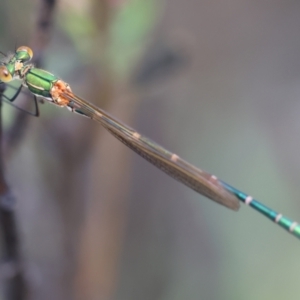 Austrolestes cingulatus at QPRC LGA - 3 Dec 2023