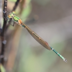 Austrolestes cingulatus at QPRC LGA - suppressed