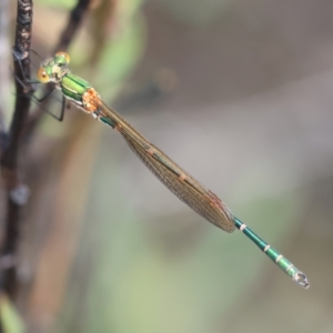 Austrolestes cingulatus at QPRC LGA - suppressed