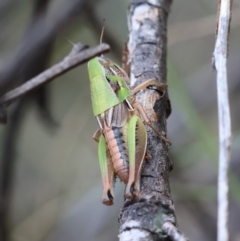 Praxibulus sp. (genus) (A grasshopper) at Mongarlowe River - 3 Dec 2023 by LisaH