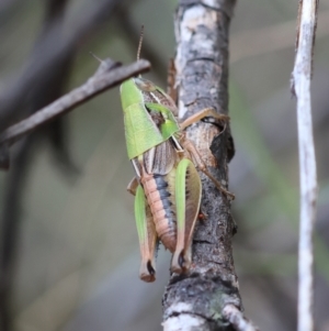 Praxibulus sp. (genus) at QPRC LGA - suppressed