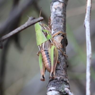 Praxibulus sp. (genus) (A grasshopper) at QPRC LGA - 3 Dec 2023 by LisaH