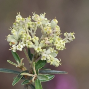 Astrotricha ledifolia at QPRC LGA - suppressed