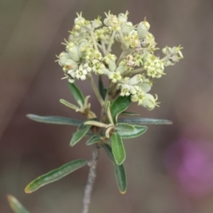 Astrotricha ledifolia at QPRC LGA - suppressed