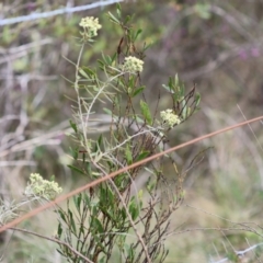 Astrotricha ledifolia at QPRC LGA - suppressed