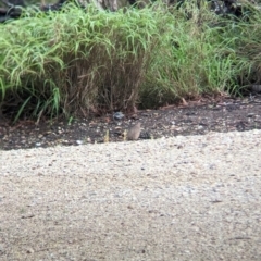 Synoicus ypsilophorus (Brown Quail) at Wynnum West, QLD - 28 Nov 2023 by Darcy