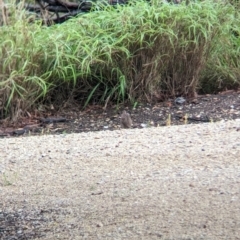 Synoicus ypsilophorus at Wynnum West, QLD - 29 Nov 2023 06:41 AM