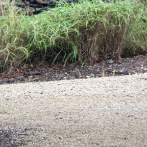 Synoicus ypsilophorus at Wynnum West, QLD - 29 Nov 2023