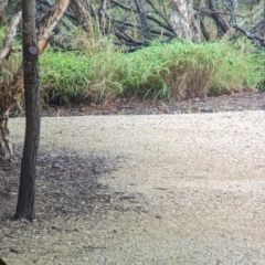 Synoicus ypsilophorus at Wynnum West, QLD - 29 Nov 2023