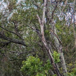 Dicrurus bracteatus at Wynnum West, QLD - 29 Nov 2023