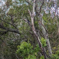 Dicrurus bracteatus at Wynnum West, QLD - 29 Nov 2023