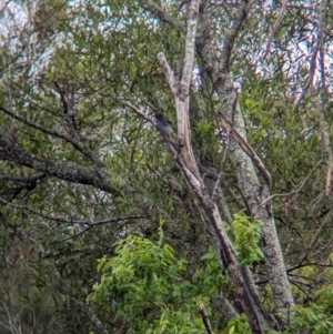 Dicrurus bracteatus at Wynnum West, QLD - 29 Nov 2023 06:46 AM