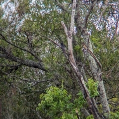 Dicrurus bracteatus at Wynnum West, QLD - 29 Nov 2023