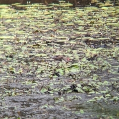 Irediparra gallinacea at Lytton, QLD - 29 Nov 2023