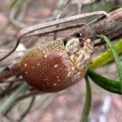 Paropsis atomaria (Eucalyptus leaf beetle) at Mount Ainslie - 3 Dec 2023 by Pirom