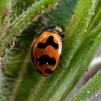 Coccinella transversalis (Transverse Ladybird) at Majura, ACT - 3 Dec 2023 by Pirom