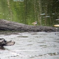 Charadrius melanops (Black-fronted Dotterel) at Lytton, QLD - 29 Nov 2023 by Darcy