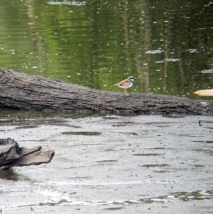 Charadrius melanops at Lytton, QLD - 29 Nov 2023 07:00 AM