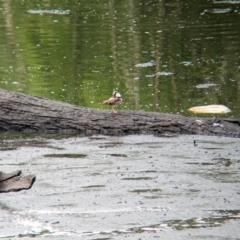 Charadrius melanops at Lytton, QLD - 29 Nov 2023