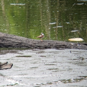 Charadrius melanops at Lytton, QLD - 29 Nov 2023 07:00 AM