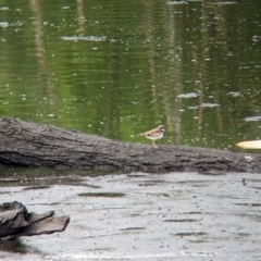 Charadrius melanops at Lytton, QLD - 29 Nov 2023 07:00 AM