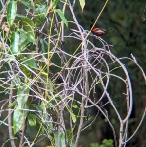 Malurus melanocephalus at Lytton, QLD - 29 Nov 2023