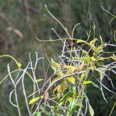 Malurus melanocephalus at Lytton, QLD - 29 Nov 2023 07:24 AM