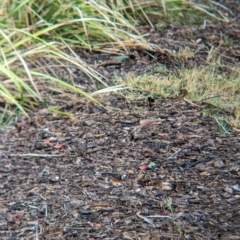 Malurus melanocephalus at Lytton, QLD - 29 Nov 2023