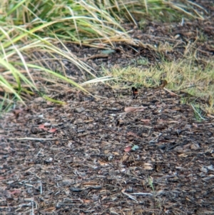 Malurus melanocephalus at Lytton, QLD - 29 Nov 2023 07:24 AM