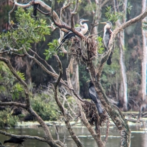 Anhinga novaehollandiae at Lytton, QLD - 29 Nov 2023