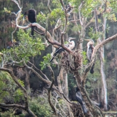 Anhinga novaehollandiae at Lytton, QLD - 29 Nov 2023