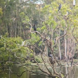 Anhinga novaehollandiae at Lytton, QLD - 29 Nov 2023