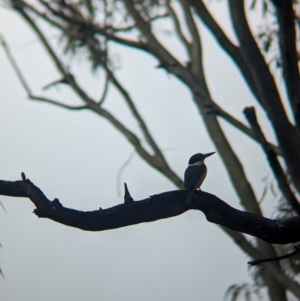 Todiramphus sanctus at Lytton, QLD - 29 Nov 2023 07:55 AM