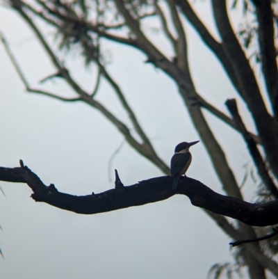 Todiramphus sanctus (Sacred Kingfisher) at Lytton, QLD - 28 Nov 2023 by Darcy