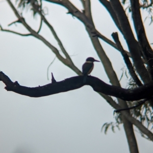 Todiramphus sanctus at Lytton, QLD - 29 Nov 2023 07:55 AM