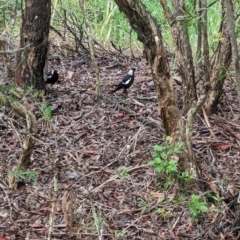 Gymnorhina tibicen (Australian Magpie) at Lytton, QLD - 29 Nov 2023 by Darcy