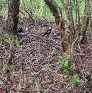 Gymnorhina tibicen at Lytton, QLD - 29 Nov 2023