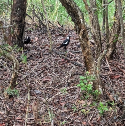 Gymnorhina tibicen (Australian Magpie) at Lytton, QLD - 29 Nov 2023 by Darcy