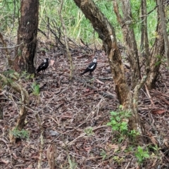 Gymnorhina tibicen at Lytton, QLD - 29 Nov 2023