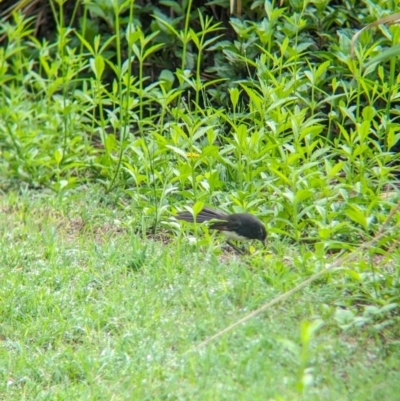 Rhipidura leucophrys (Willie Wagtail) at Lytton, QLD - 29 Nov 2023 by Darcy