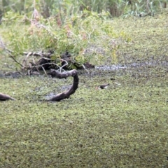 Irediparra gallinacea (Comb-crested Jacana) at Lytton, QLD - 28 Nov 2023 by Darcy