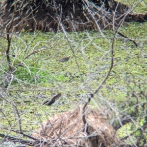 Zapornia pusilla at Lytton, QLD - 29 Nov 2023