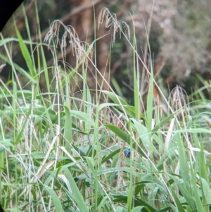 Malurus lamberti at Lytton, QLD - 29 Nov 2023