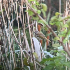 Lichmera indistincta at Lytton, QLD - 29 Nov 2023