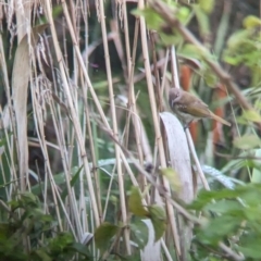 Lichmera indistincta at Lytton, QLD - 29 Nov 2023 08:15 AM