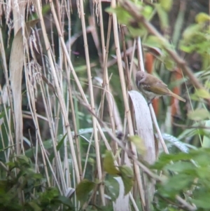 Lichmera indistincta at Lytton, QLD - 29 Nov 2023